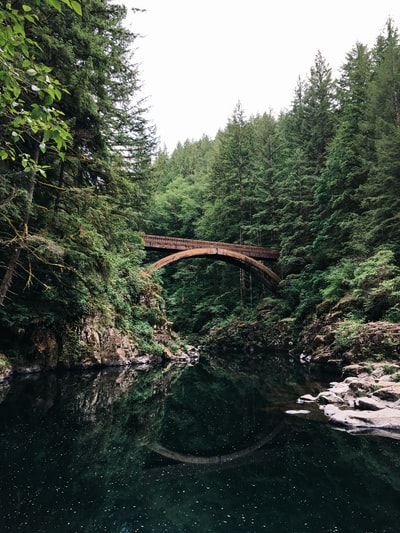 森林附近的桥